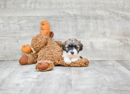 Energetic Havanese Purebred Puppy