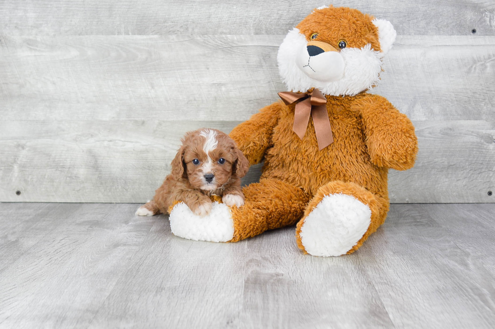 Smart Cavapoo Poodle Mix Pup