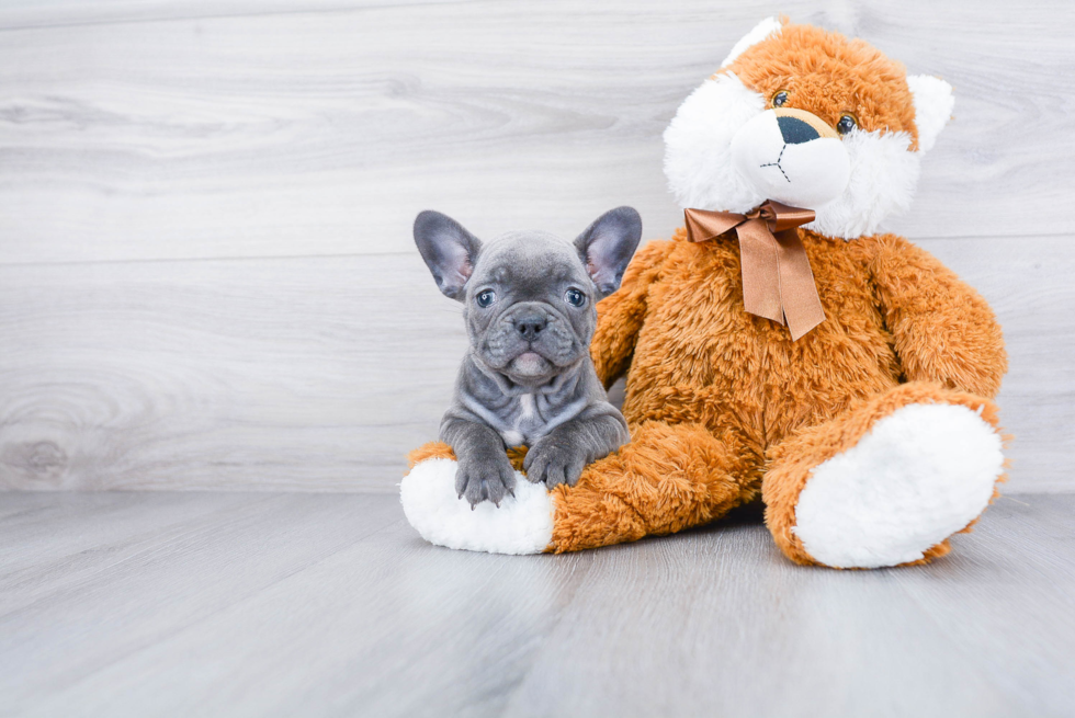 Best French Bulldog Baby