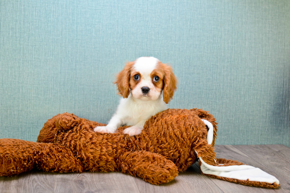 Cavalier King Charles Spaniel Puppy for Adoption