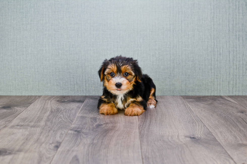 Meet Diddy - our Yorkshire Terrier Puppy Photo 