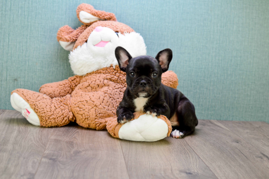 Small French Bulldog Purebred Pup