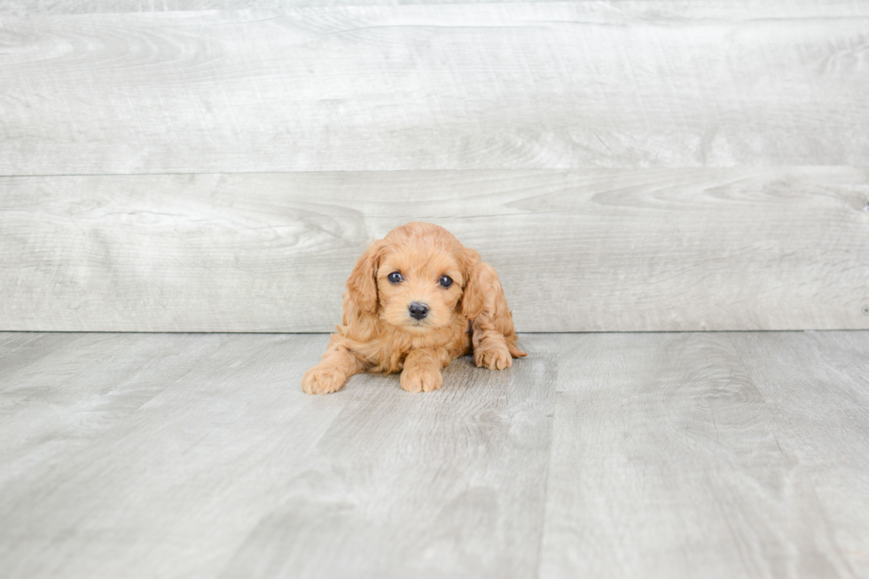 Energetic Cavoodle Poodle Mix Puppy