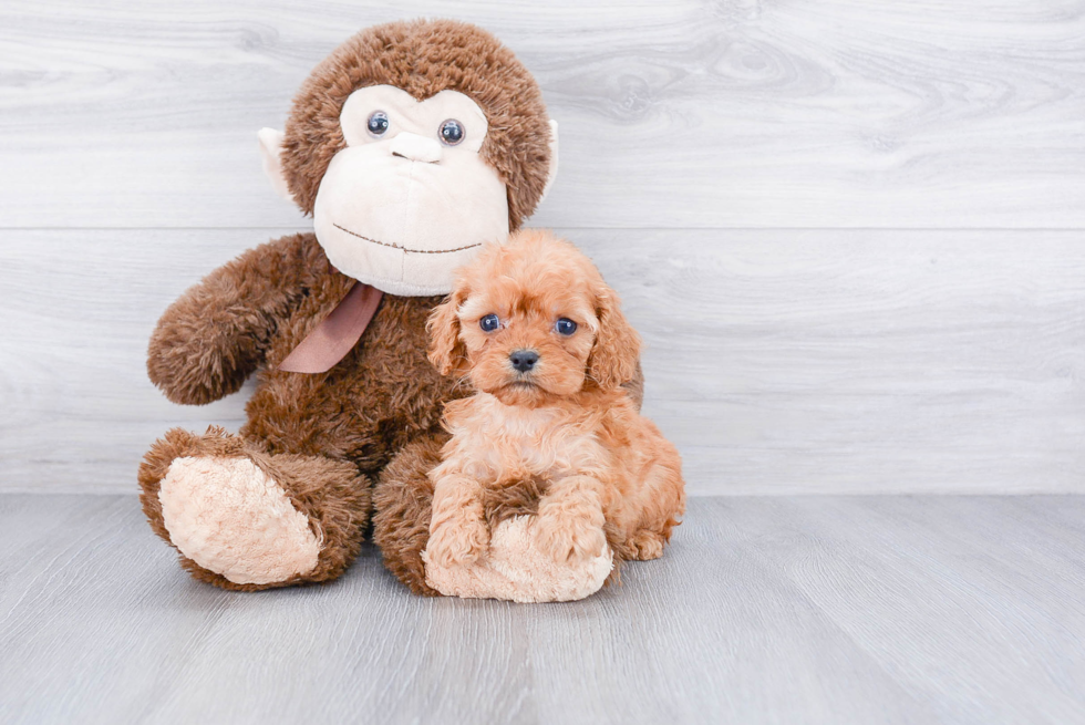 Cavapoo Puppy for Adoption