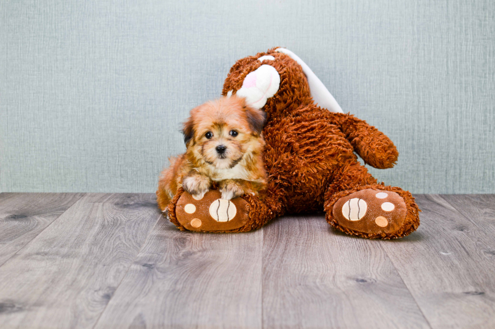 Morkie Pup Being Cute