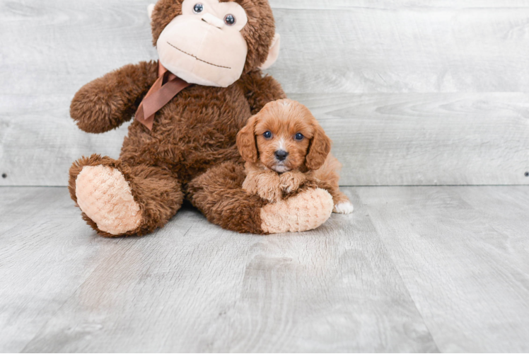 Energetic Cavoodle Poodle Mix Puppy