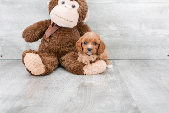 Energetic Cavoodle Poodle Mix Puppy