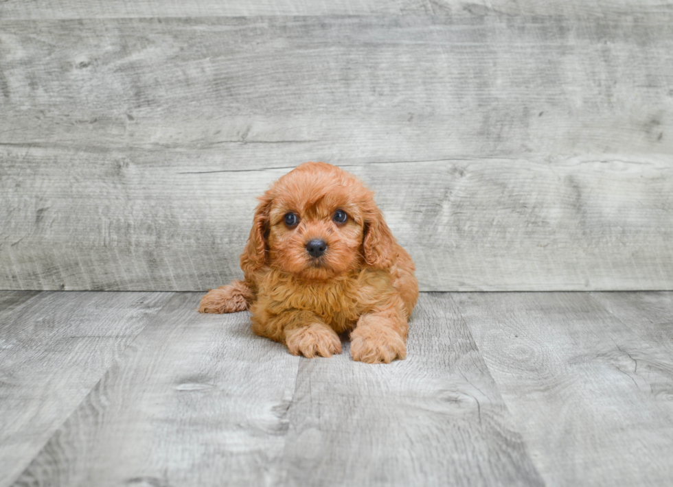 Playful Cavoodle Poodle Mix Puppy