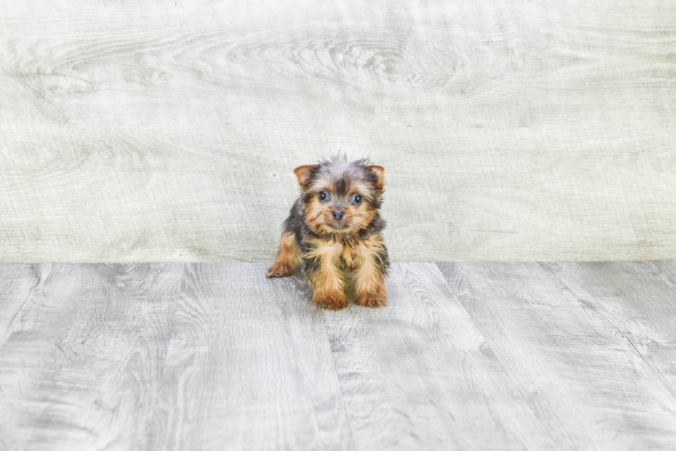 Meet Rebecca - our Yorkshire Terrier Puppy Photo 