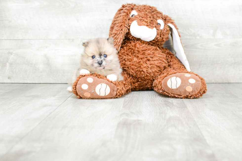 Pomeranian Pup Being Cute