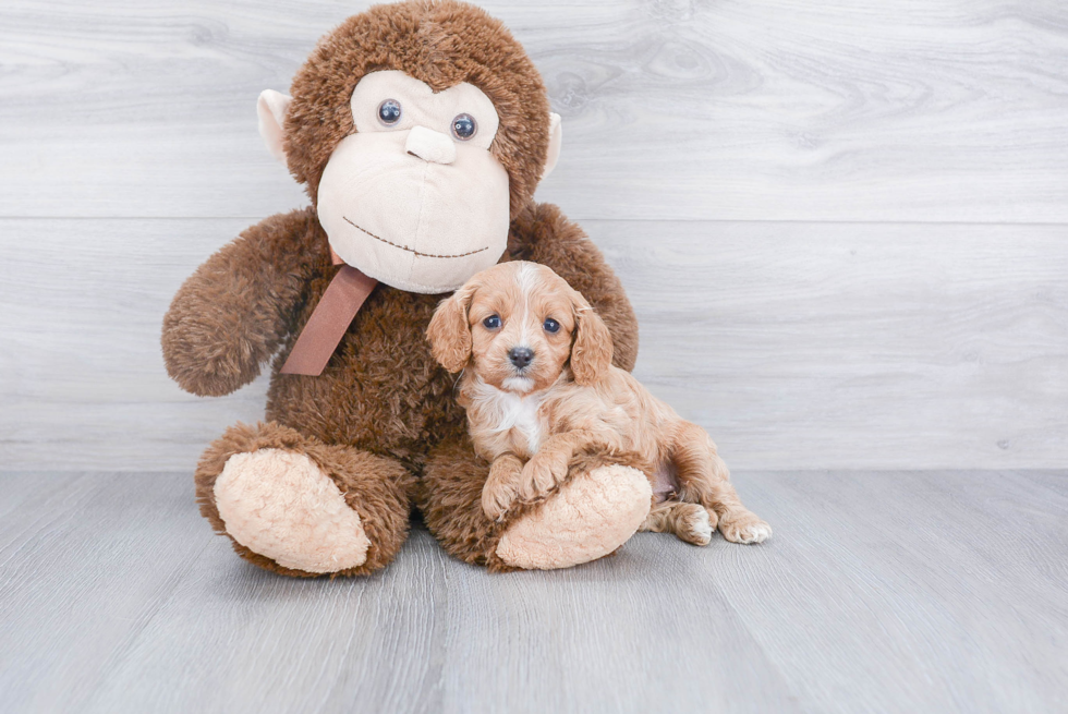 Cavapoo Pup Being Cute