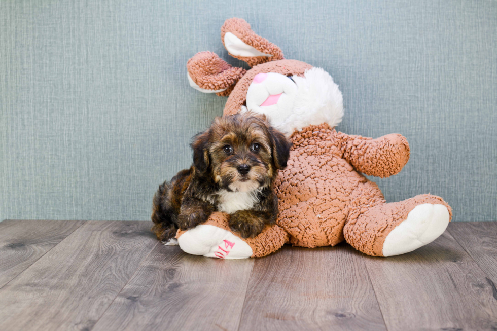 Havanese Pup Being Cute