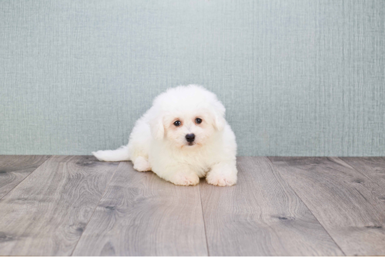 Hypoallergenic Bichon Frise Purebred Pup