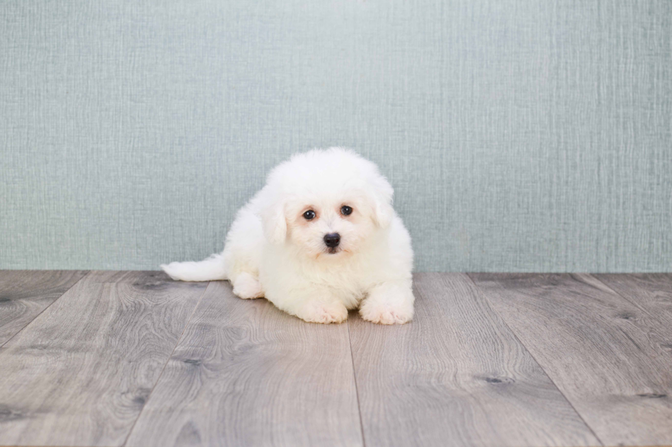 Hypoallergenic Bichon Frise Purebred Pup