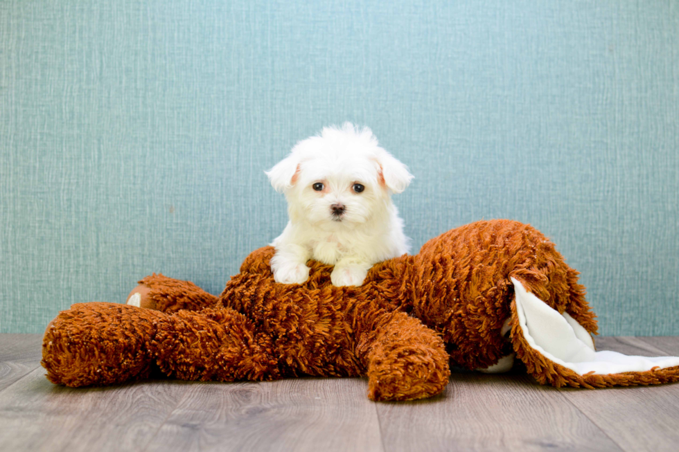 Maltese Puppy for Adoption