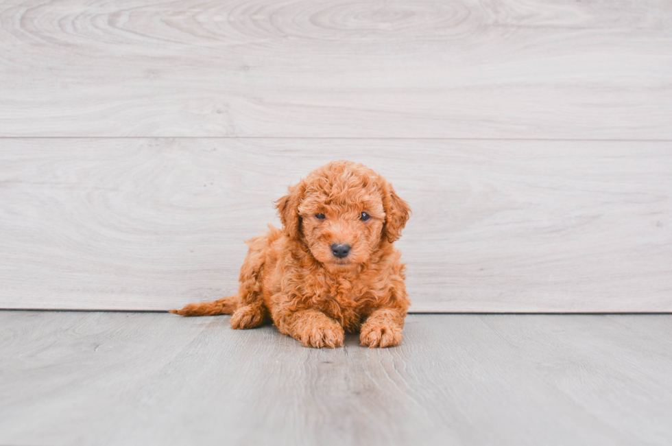 Fluffy Mini Goldendoodle Poodle Mix Pup