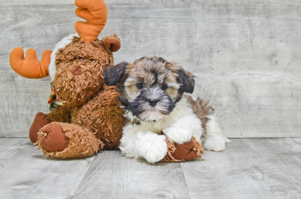 Best Havanese Baby