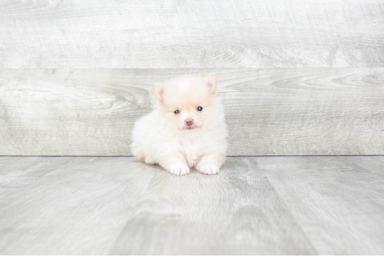 Best Pomeranian Baby