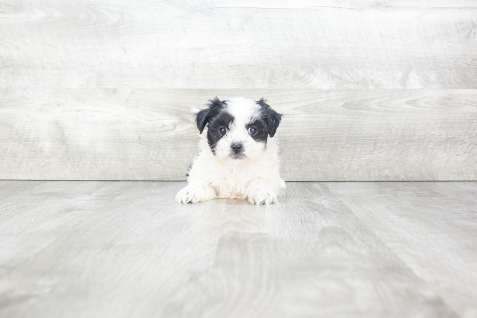 Adorable Shichon Designer Puppy