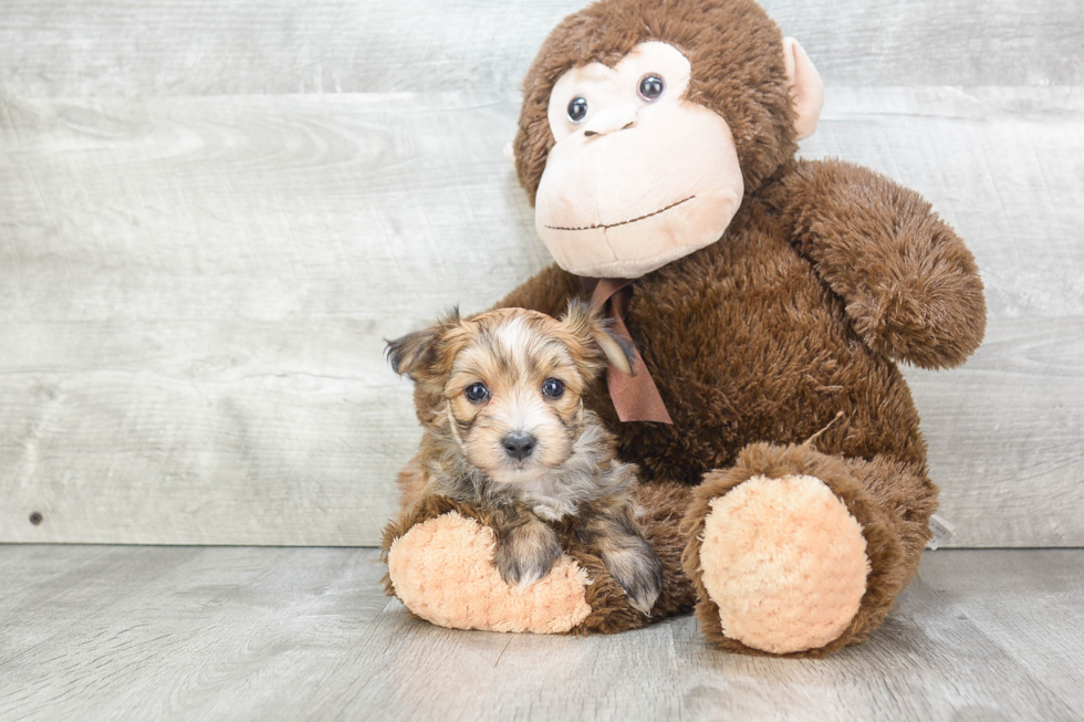 Energetic Yorkie Designer Puppy