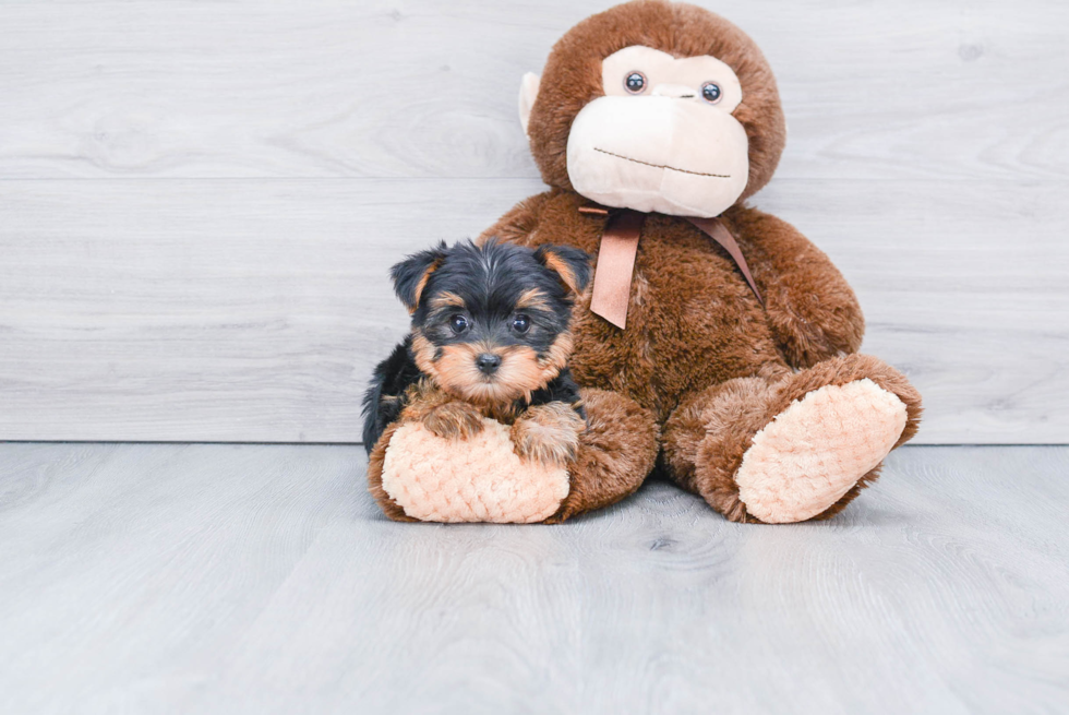 Meet Sadie - our Yorkshire Terrier Puppy Photo 