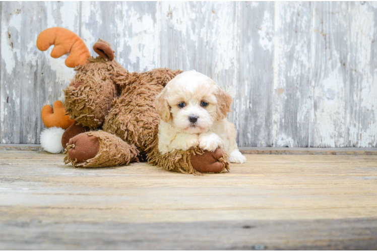 Cavachon Puppy for Adoption