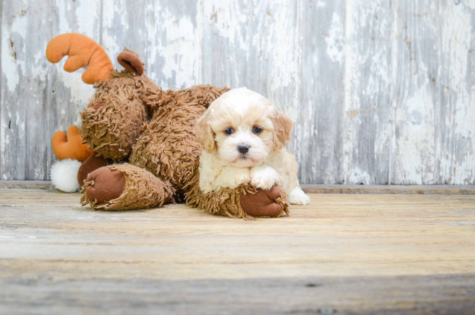 Cavachon Puppy for Adoption