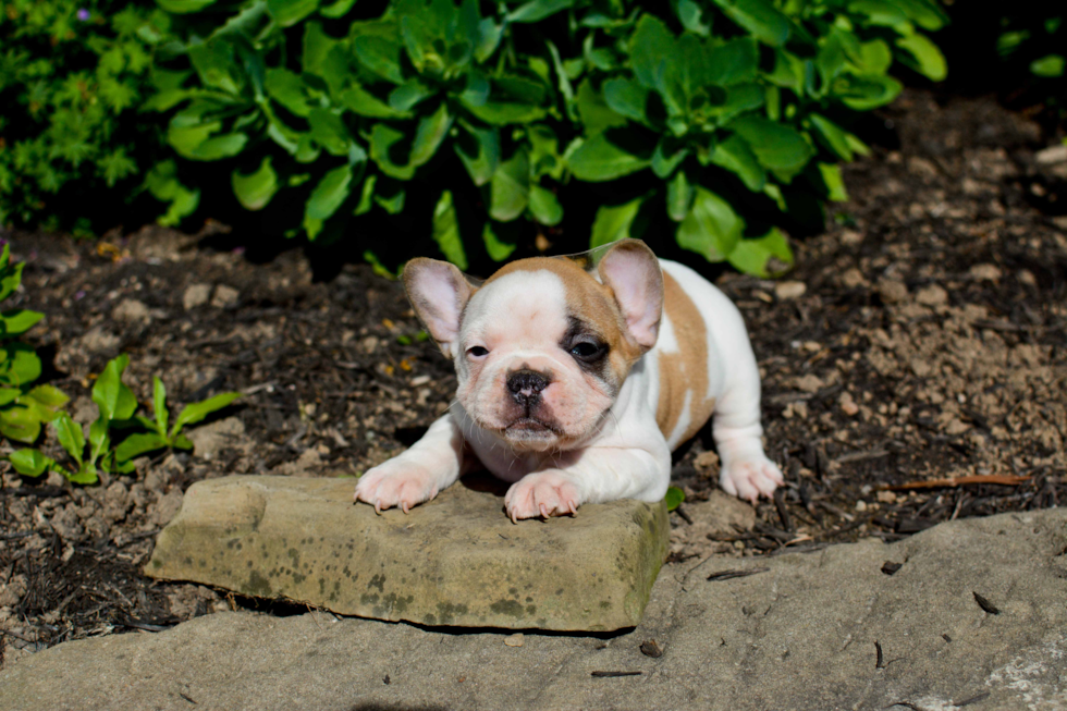 Best French Bulldog Baby