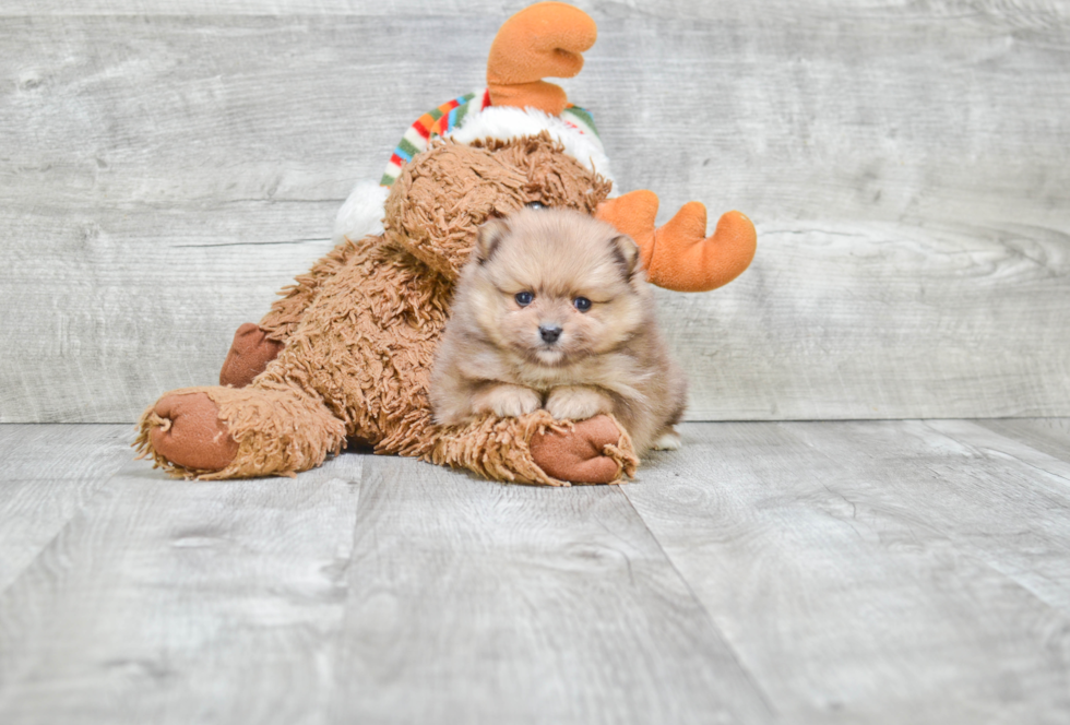 Little Pomeranian Baby