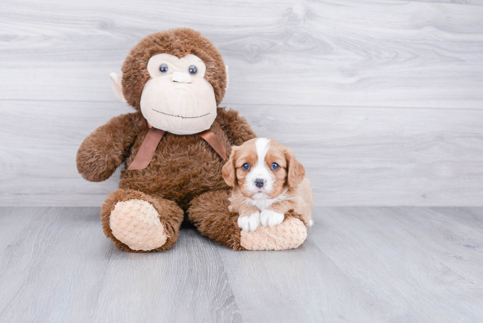 Adorable Cavalier King Charles Spaniel Purebred Puppy