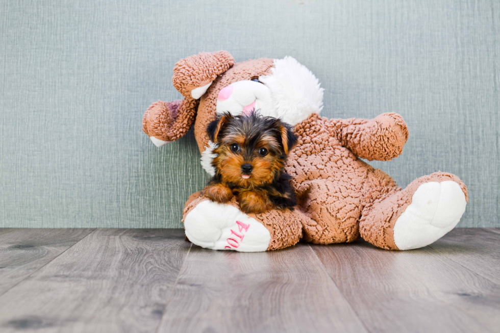 Meet Twinkle - our Yorkshire Terrier Puppy Photo 