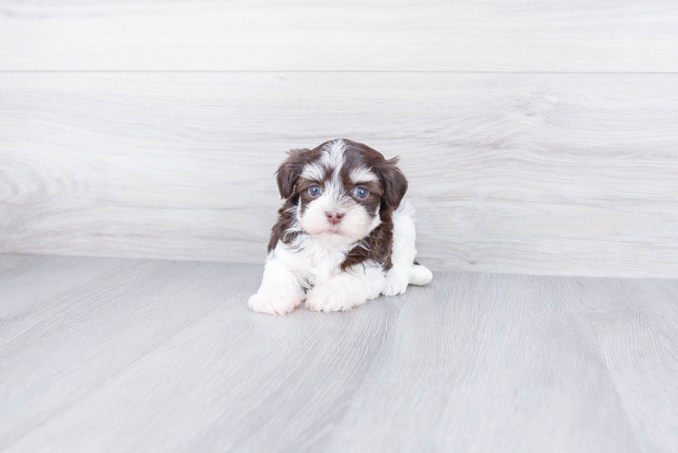 Small Havanese Baby