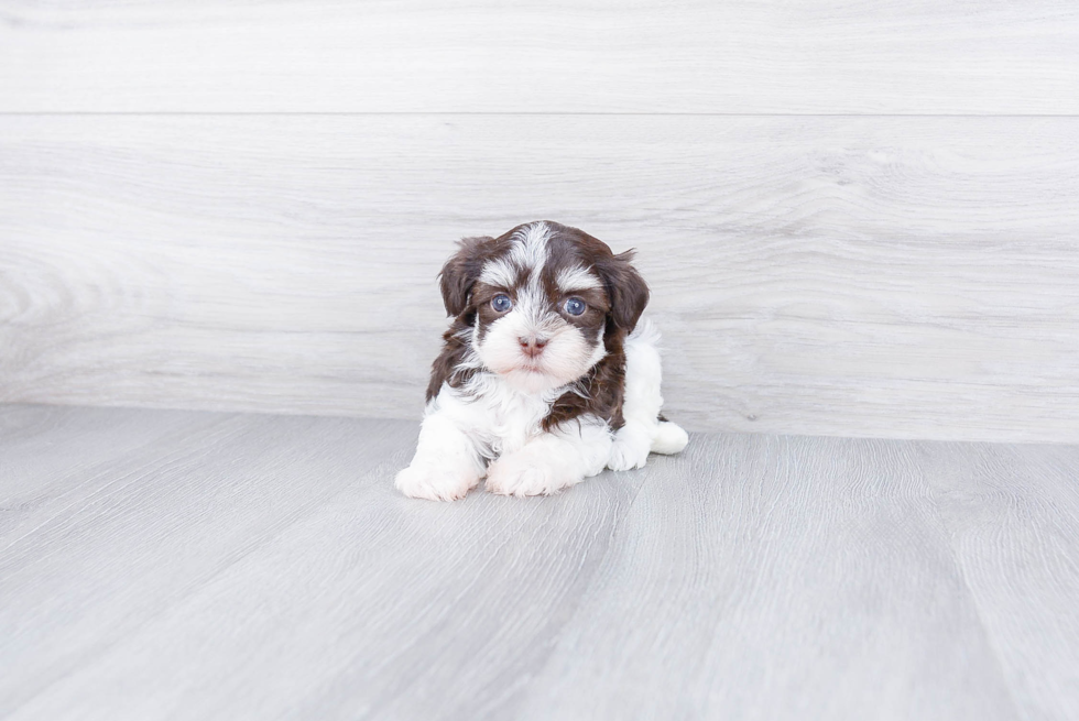 Small Havanese Baby