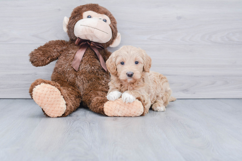 Hypoallergenic Golden Retriever Poodle Mix Puppy