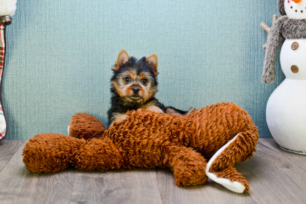 Meet Rebecca - our Yorkshire Terrier Puppy Photo 