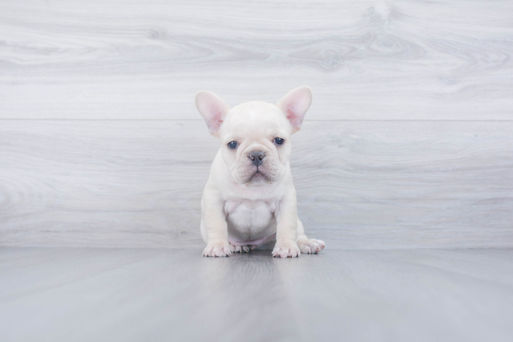 Energetic Frenchie Purebred Puppy