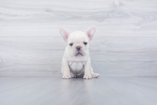 Energetic Frenchie Purebred Puppy