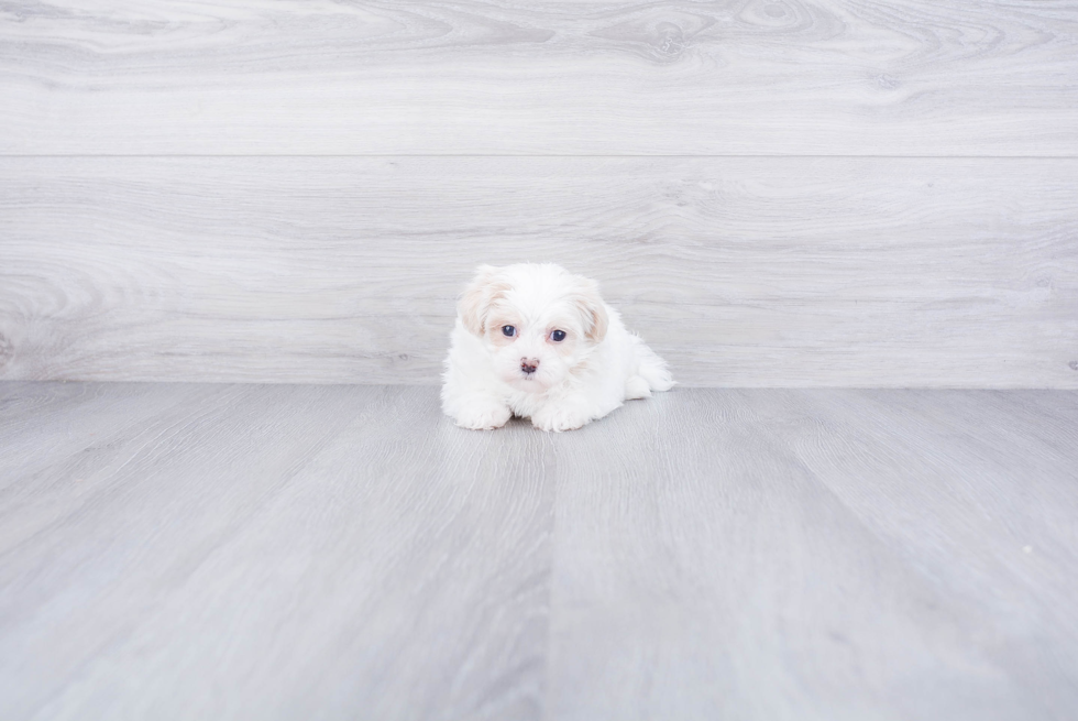 Small Maltipoo Baby