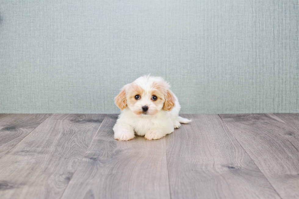 Best Cavachon Baby