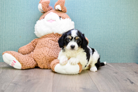 Best Cavachon Baby