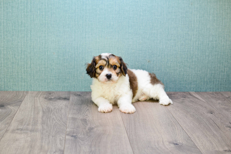 Small Cavachon Baby