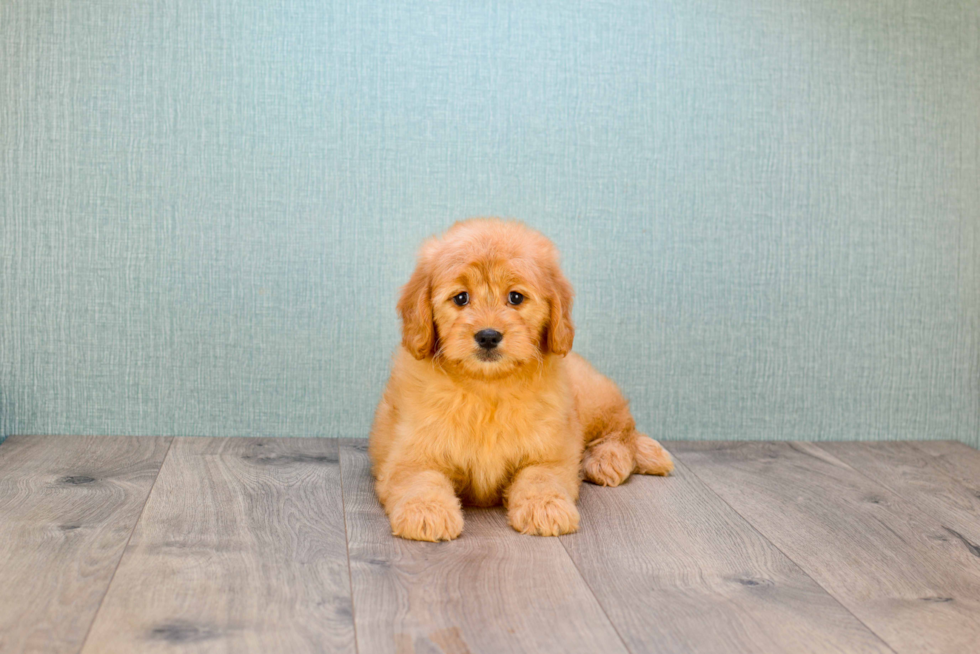 Best Mini Goldendoodle Baby