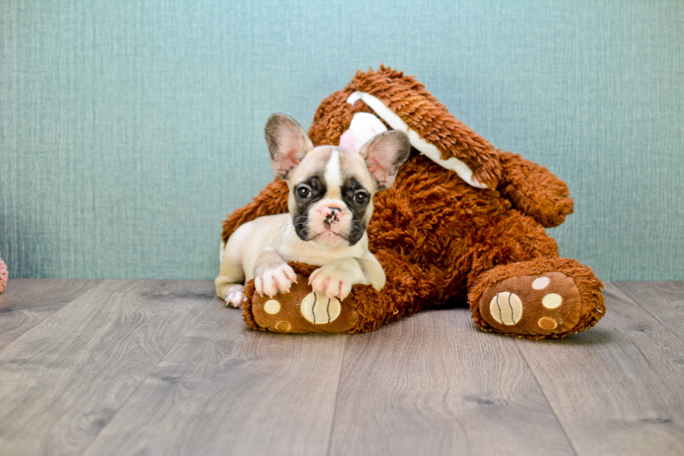 Best French Bulldog Baby