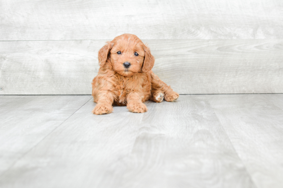 Little Golden Retriever Poodle Mix Puppy