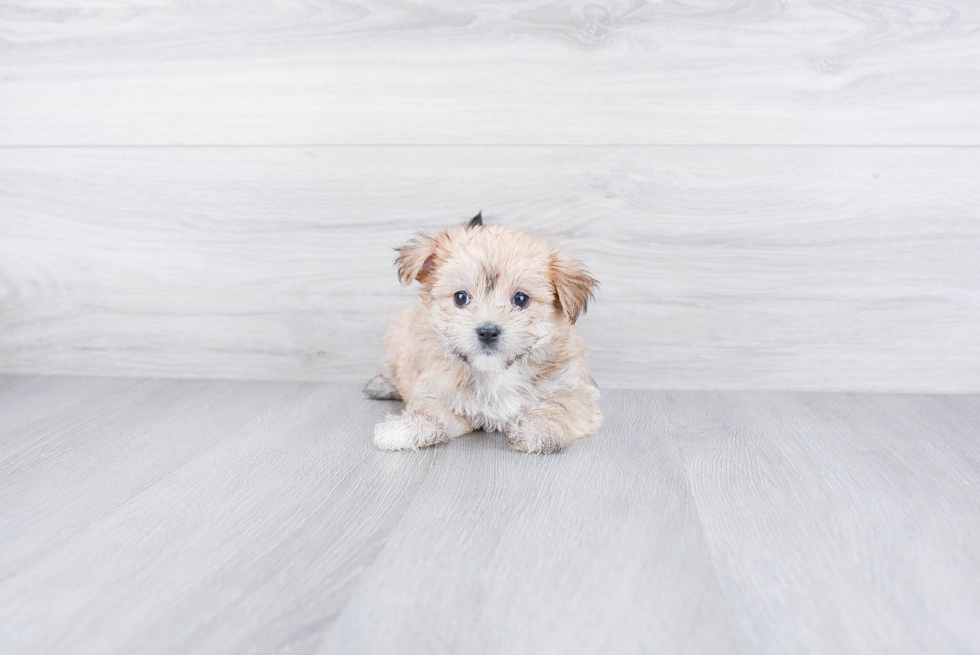 Little Yorkie Designer Puppy