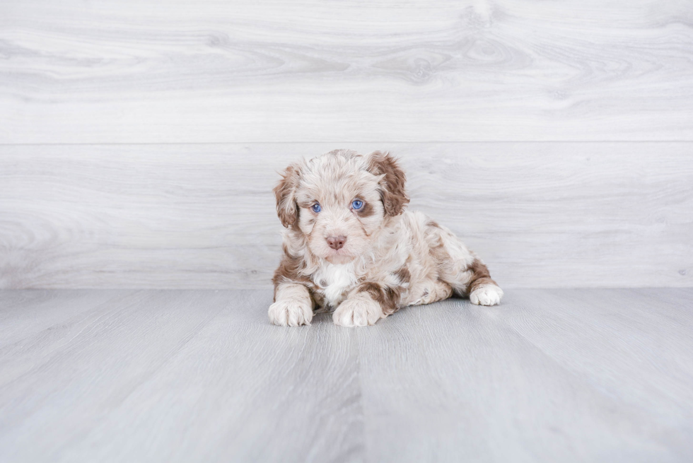 Happy Mini Aussiedoodle Baby