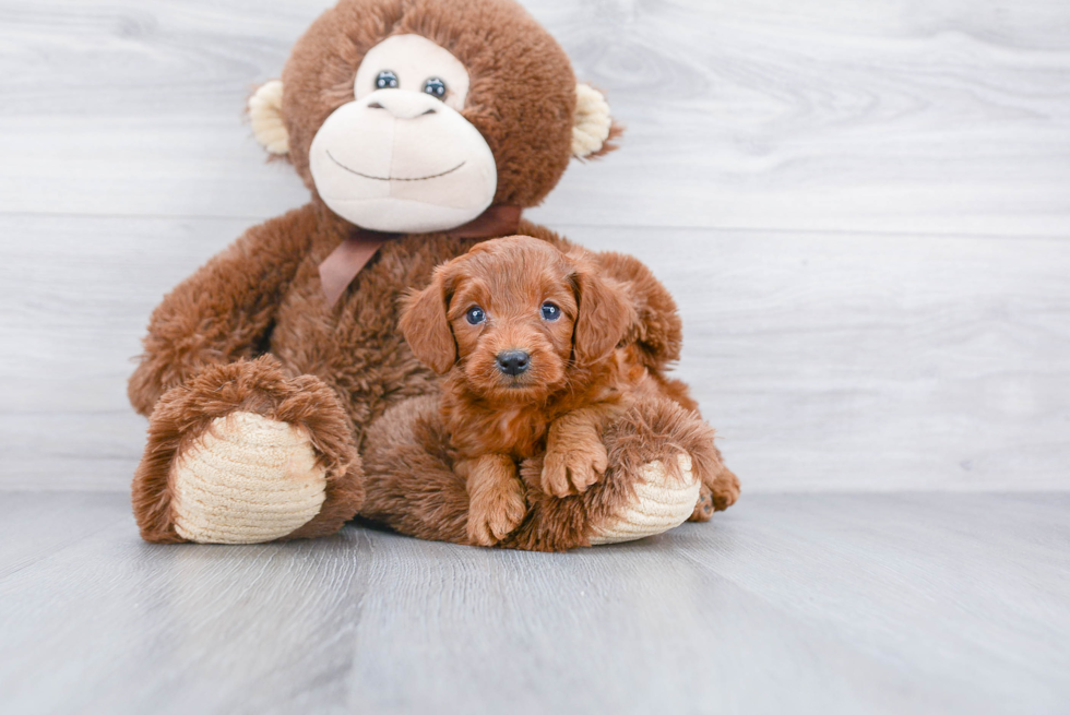 Best Mini Goldendoodle Baby