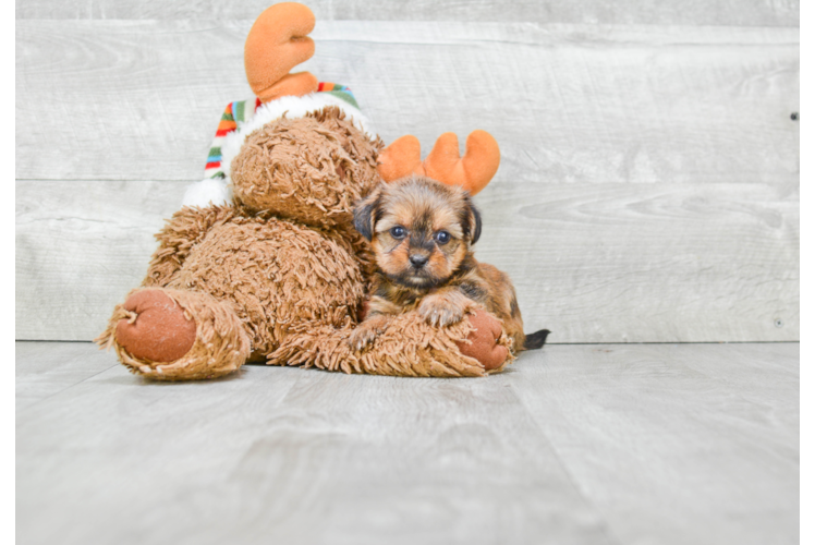 Playful Yorkie Designer Puppy