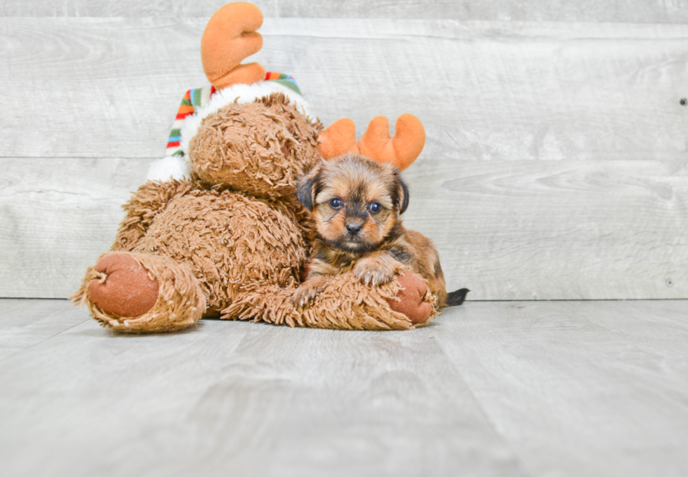 Playful Yorkie Designer Puppy