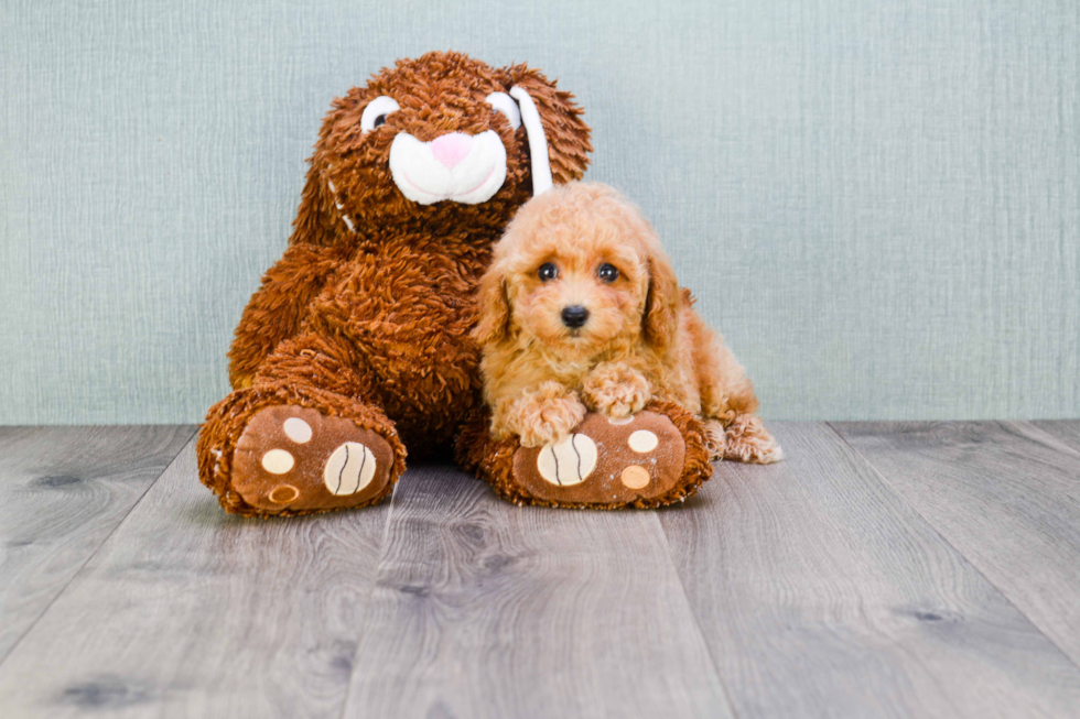 Maltipoo Pup Being Cute